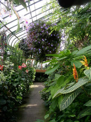 [Portrait view of a walkway in the greenhouse. The curved all glass windowed roof is visible in the upper left. There are potted plants overflowing with blooms and greens hanging from the ceiling that one would either need to duck under or carefully try to walk around without touching all the plants on either side of the walkway.]